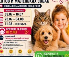 Перетримка котів і собак